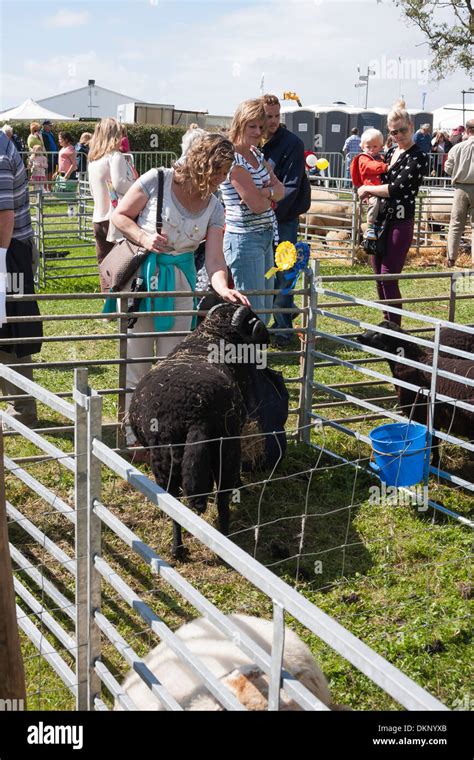 Judging sheep at show Stock Photo - Alamy