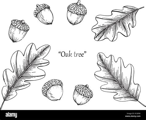 Oak Leaf Drawing Illustration By Hand Drawn Line Art Stock Vector Image