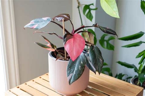 Expert Guide To Pink Princess Philodendron Propagation Proven Tips