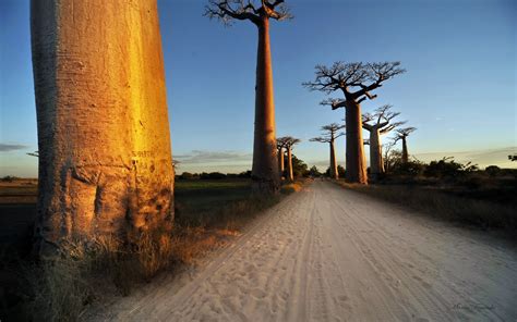 Baobab Tree Wallpaper