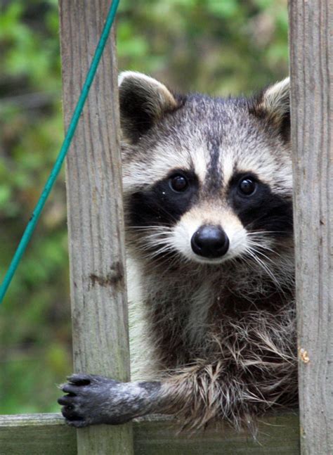 Backyard Visitor | Canton Citizen