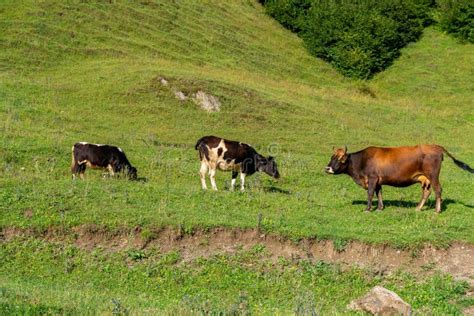 Lots Of Cows In A Mountain Green Pasture Stock Image Image Of Brown