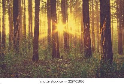 169,106 Sunset Woods Images, Stock Photos & Vectors | Shutterstock