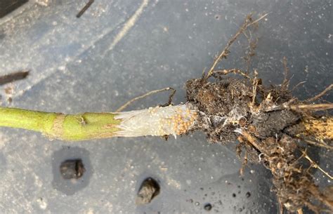 warm  wet conditions  ideal  diseases  beatsheet