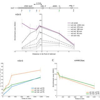 Heterochromatin formation takes place over several cell cycles. (A ...