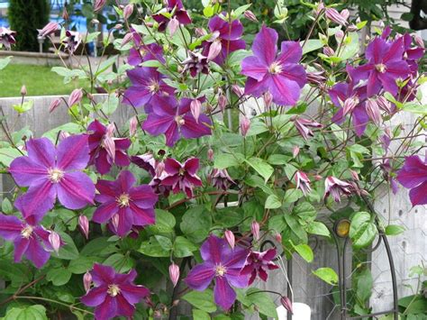 Стар оф индия - 82 фото