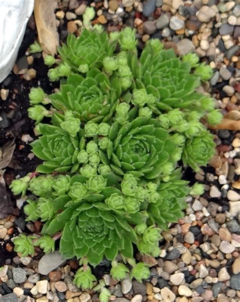 Photo Of The Emerging Growth Of Hen And Chicks Sempervivum Green