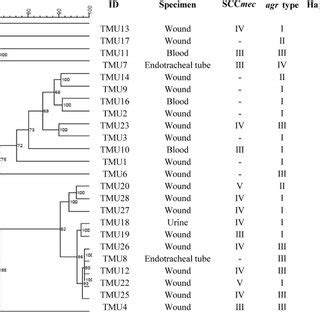 Dendrogram Derived From UPGMA Cluster Analysis Of The PFGE Patterns And