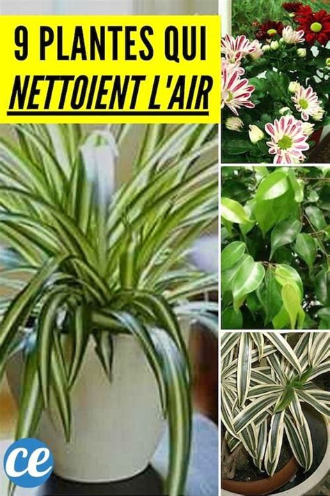 Plantes D Int Rieur Qui Nettoient L Air Et Qui Sont Quasi Increvables