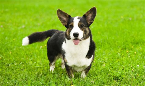 Cardigan Welsh Corgi Characteristics Care And Photos Bechewy