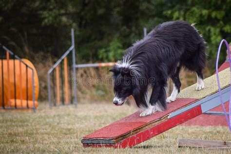 Amazing, Crazy Tricolor Border Collie is on See-saw. Stock Photo ...