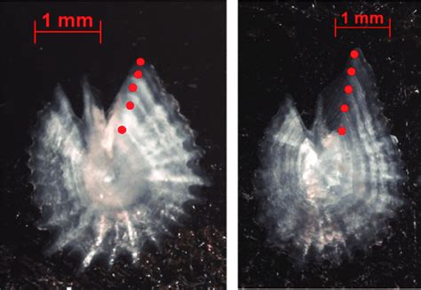 Photographs Of Asterisci Otoliths From A A Female Labeobarbus