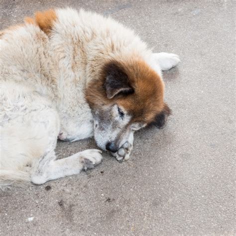 Anaplasmose Beim Hund Hundehelfer