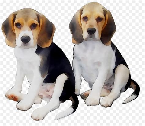 Beagle Foxhound Inglês American Foxhound png transparente grátis