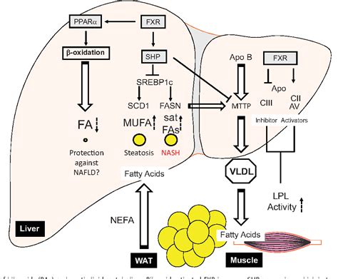 Are Triglycerides Stored In The Liver At Roslyn Hussey Blog