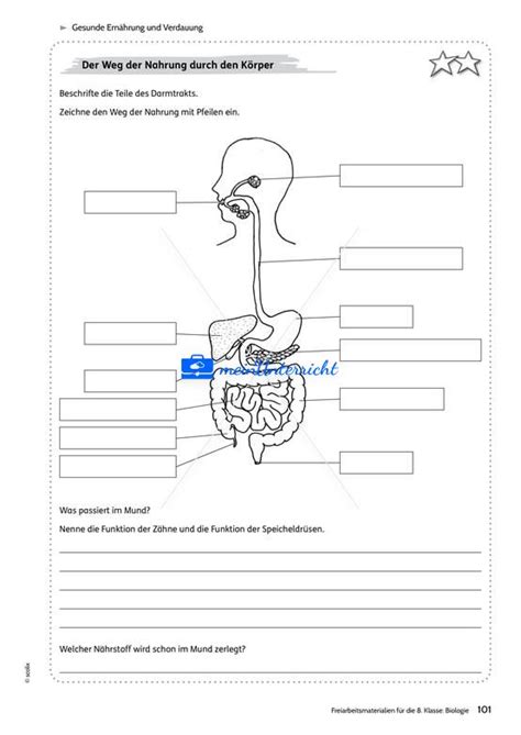 Gesunde Ernährung und Verdauung Teil 2 meinUnterricht