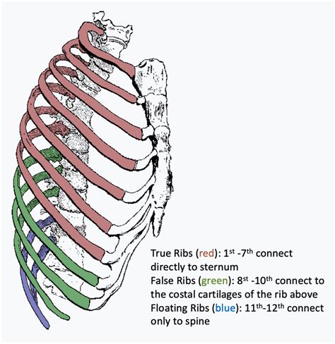 Rib Cage Diagrams Xolerpin