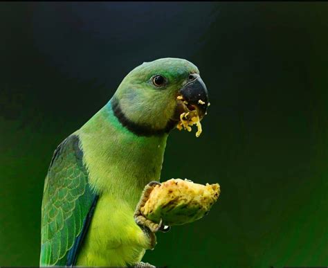 Parrot eating fruit. - PixaHive