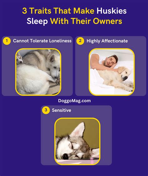 Do Huskies Like To Sleep With Their Owners? [3 Traits] - DoggoMag