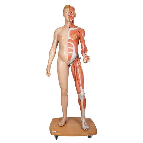 3b Scientific B53 3b Scientific Life Size Dual Sex Europ Musc Fig 39 Part 3b Smart Anatomy