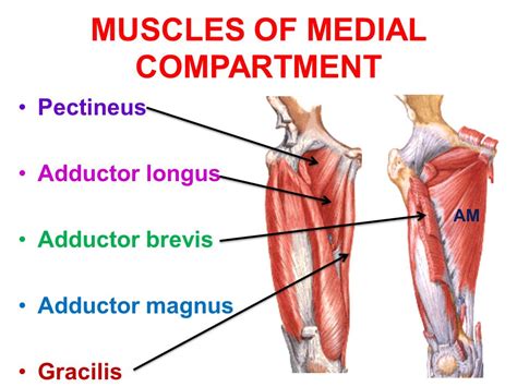 Thigh Muscles Attachment Nerve Supply Action Anatomy Info