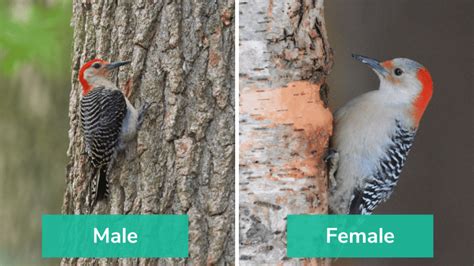 Exciting Woodpeckers Of Kentucky You Can See In Your Area With