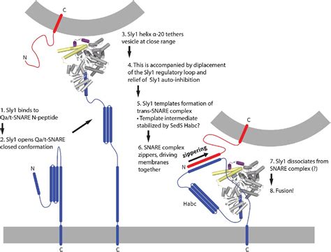 Golgi SM Protein Sly1 Promotes Productive Trans SNARE Complex Assembly