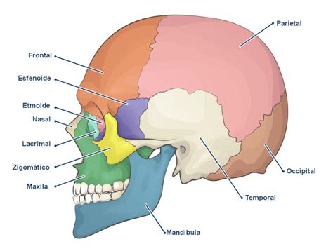 Glamour Chique família ossos do cranio e da face anatomia Comício