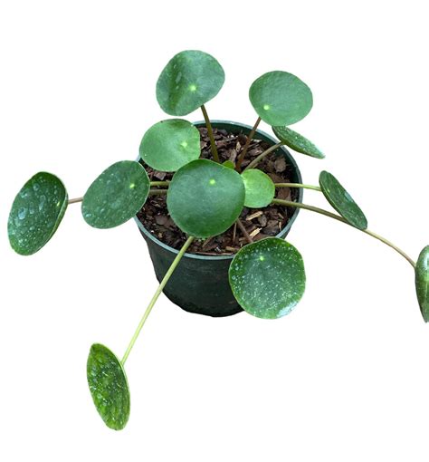 Pilea Peperomioide Plants for sale in Mobile, Alabama | Facebook