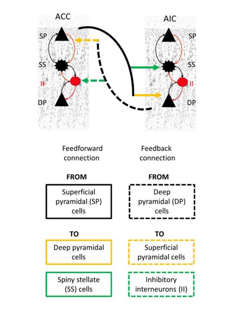 Simplified Canonical Microcircuit Model Each Neuronal Population For