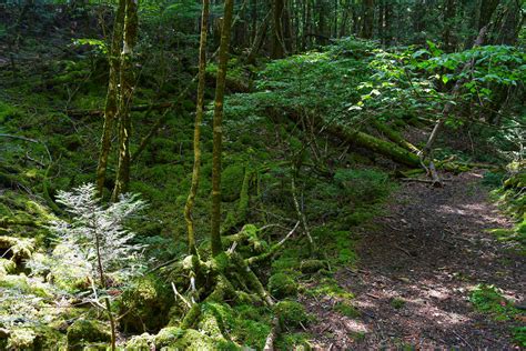 aokigahara forest  reality  japans suicide forest