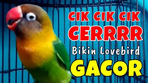 Pancingan Suara Burung Lovebird Gacor Ngekek Panjang Bikin Lovebird