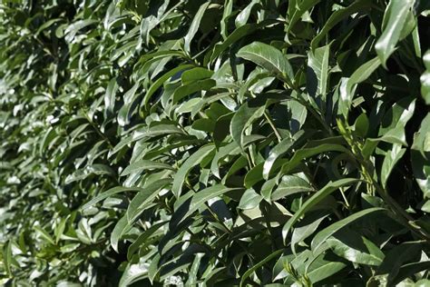 Genolia Laurel Hedging Plants Prunus Laurocerasus Genolia Hedging