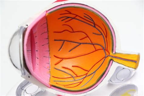 Adjusting to Multifocal Cataract Lens: What to Expect – Eye Surgery Guide