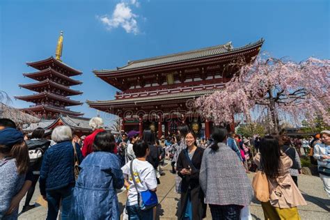 Unidentified People Visit Sensoji Temple with Cherry Blossom in Asakusa ...