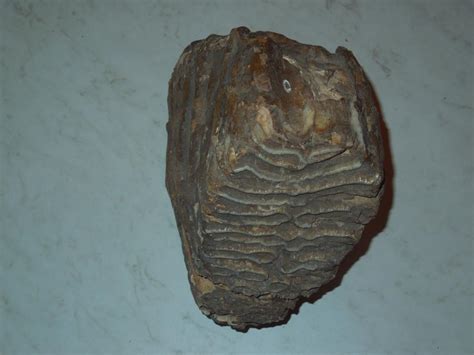 Зуб мамонта