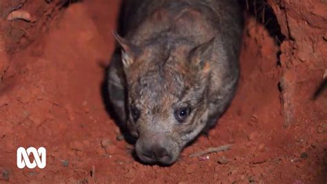 Saving The Northern Hairy Nosed Wombat One Of The World S Most