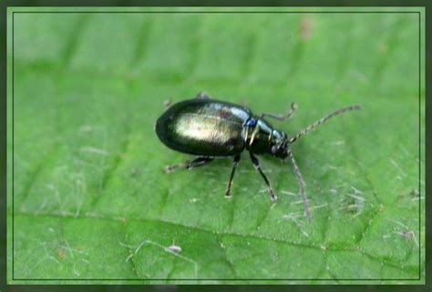 Pest Control Uae To Prevent Common Invaders Al Ardh Alkhadra