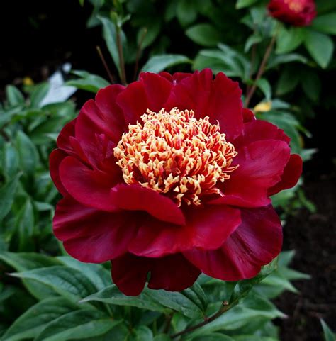 Пион Японский Травянистый Сорта Фото – Telegraph