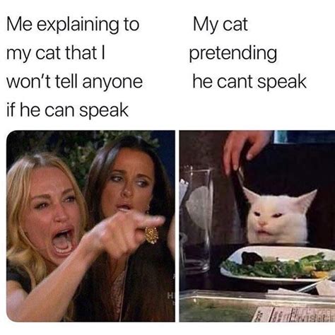 Cat At Dinner Table Meme 101 Home Design