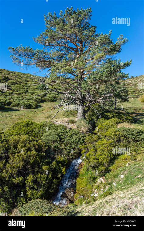 Padded Brushwood Cytisus Oromediterraneus And Juniperus Communis And