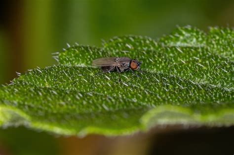 Premium Photo Adult Brachyceran Fly Of The Suborder Brachycera