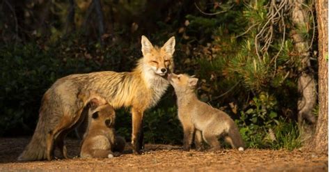 Fox Habitat: Where Do Foxes Live? - A-Z Animals