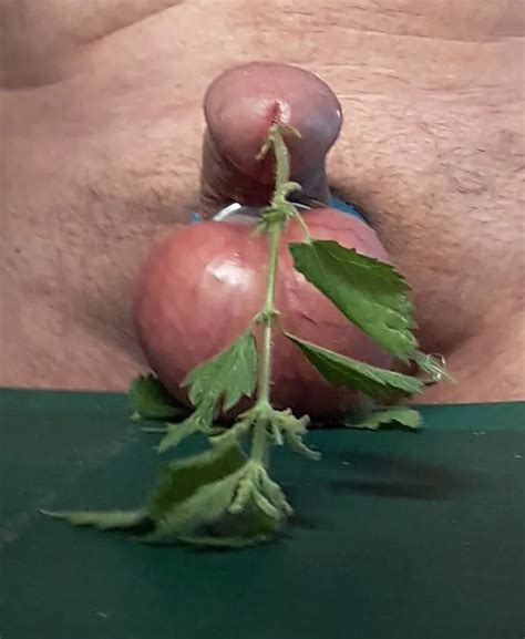 Getting The Sting Nude Pics XHamster