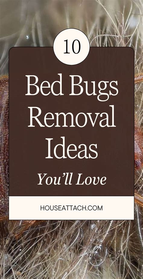 10 Homemade Bed Bug Spray Ideas that Works