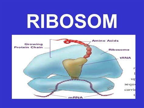 Gambar Ribosom Pada Sel Hewan