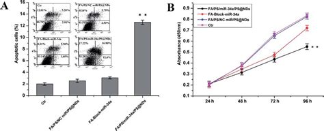 Apoptosis And Proliferation Analysis A Cell Apoptosis Was Measured