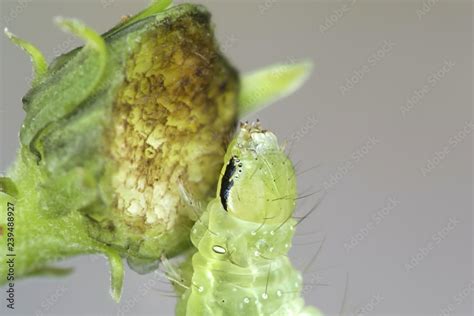 Silver Y Moth caterpillar, major agricultural pest Stock Photo | Adobe ...