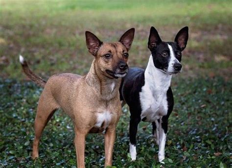 Coated American Hairless Terrier