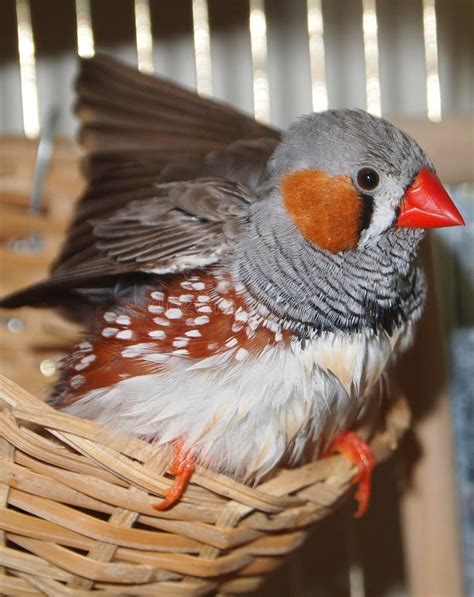 Zebra Finch Male Taeniopygia Guttata Stock Photo Image Of Bird Beak